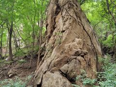 -大岭沟猕猴桃谷风景区