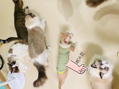 -猫在这儿猫咪咖啡馆·撸猫馆