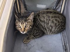 -瑞派康怡24h宠物医院·犬猫医疗中心·微创绝育(瑞景分院)