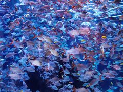 -成都浩海立方海洋公园