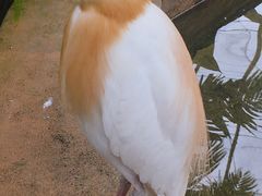 -吉隆坡雀鸟公园