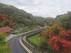 -贵州百里杜鹃风景名胜区