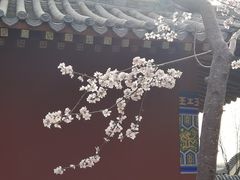 -桃花堤公园