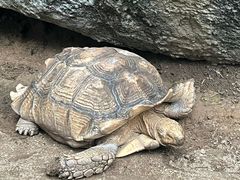 -清迈夜间动物园