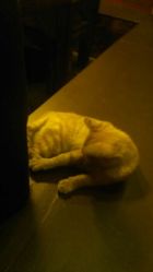 android_upload_pic-汉刺青TATTOO STUDIO