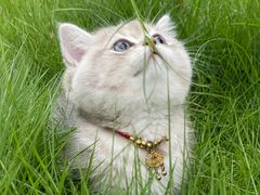 -悠尼宠物·独立低压伊珊娜洗护·美容·寄养(兰谷路店)