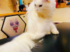 -猫小院猫主题咖啡厅(北锣店)