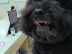 -安安宠医宠物医院·异宠·犬猫内科(岳阳分院)