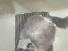 -藏猫猫咖啡主题馆(中央大道店)