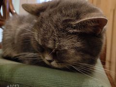 -猫色咖啡·猫咖