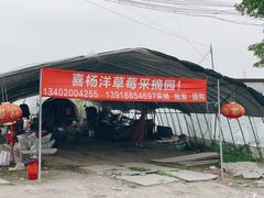 -喜杨洋草莓采摘园