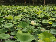 -大湾区中央湿地公园