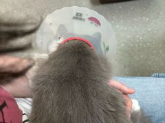 -伟伟宠物医院·瑞派猫友好医院·猫科(光谷店)