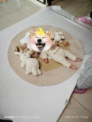-DeerFriend童趣主题上门拍·到家·外拍摄影机构 (国贸店)