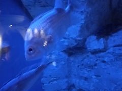 -西海国立公园九十九岛水族馆