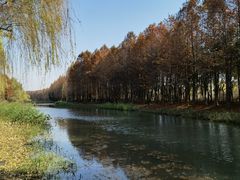 -贡湖湾湿地公园
