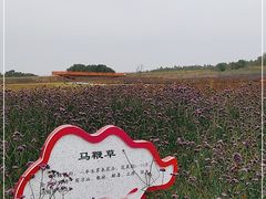 -莲花山花海