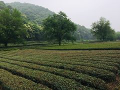 -西湖风景区十里琅珰-五云山