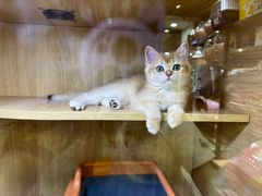-宝珠奶酪(闵行仲盛店)