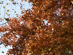 -同济大学本部学苑饮食广场