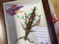 -上海大自然野生昆虫馆(东方明珠·爬宠昆虫探索中心)