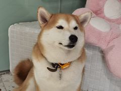 -柴务处·柴犬主题狗咖