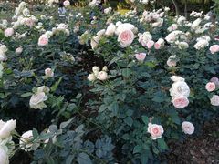 -人民公园(罗湖区)