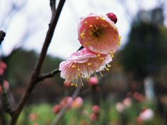 -新虹桥中心花园
