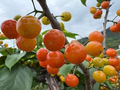 -桃源山庄·摘樱桃·柴火鸡·烧烤团建(龙泉山店)