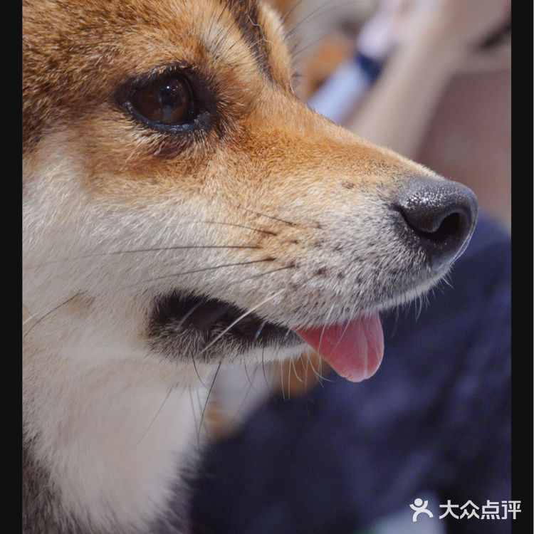 柴喵双全｜才貌双全