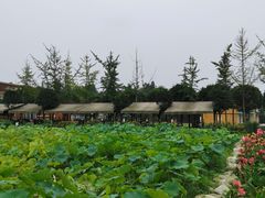 -洪湖家庭农场·团建·露营·会议