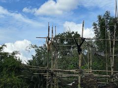 -奥兰多迪士尼动物王国乐园