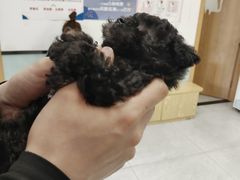 -中农大我爱我爱动物医院·核磁CT·猫病·24小时夜诊中心(石佛营店)