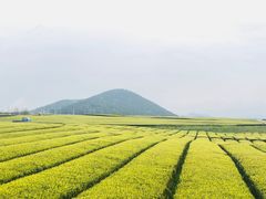-雪绿茶博物馆