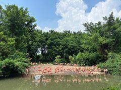 -广州长隆飞鸟乐园