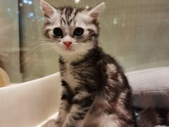 -momokira米努特·德文卷毛猫·棉花面纱犬