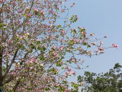 -洲头咀公园