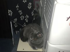 -猫大福·Fortune Cat猫舍(百子湾店)