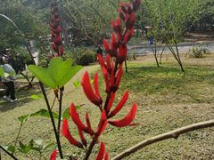 -中国科学院西双版纳热带植物园