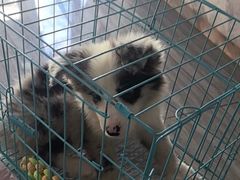 -瑞派名望志远动物医院·猫科·內科·异宠专科(直港大道店)