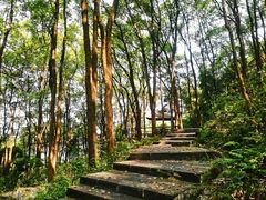 -铁山坪森林公园