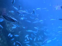 -太平洋海底世界