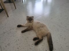 -喵园·猫主题咖啡厅·撸猫·猫咖(国贸店)