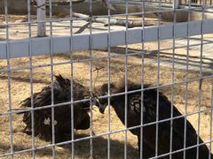 -秦皇岛野生动物园