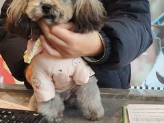 -帕帕拉兹宠物(亚洲旗舰店)