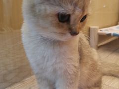 -momokira米努特·德文卷毛猫·棉花面纱犬