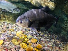 -迪拜水族馆及水下动物园