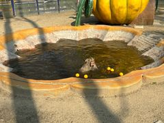 -合肥滨湖国家森林公园