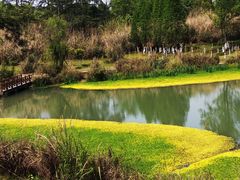 -桤木河湿地公园