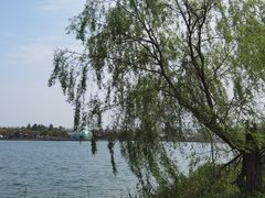 -上海都市菜园